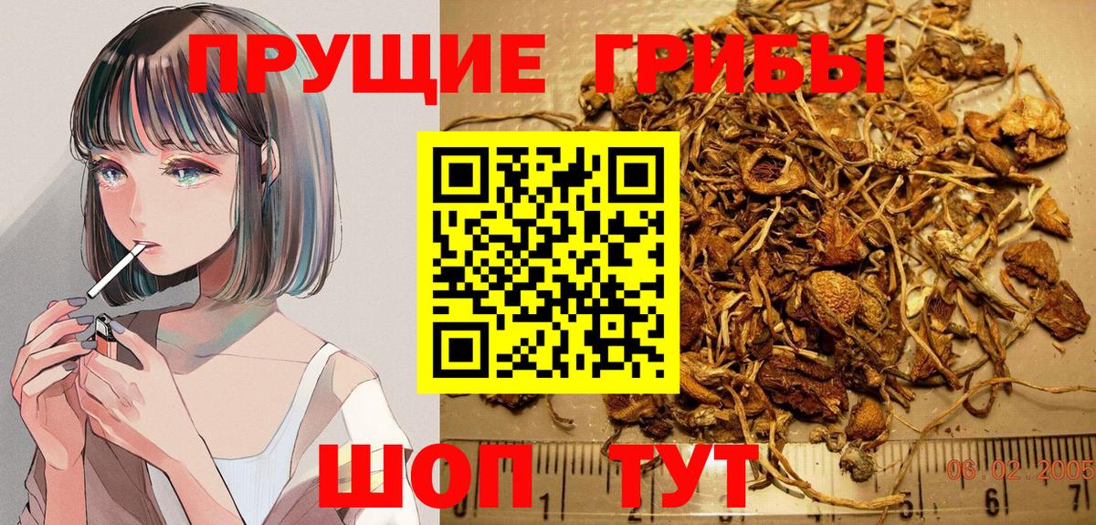 как найти наркотики  Вход с VPN  Шуя  Галлюциногенные грибы прущие грибы  Псилоцибиновые грибы GOLDEN TEACHER 